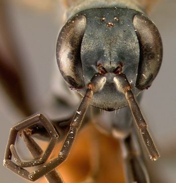 Media type: image;   Entomology 15346 Aspect: head frontal view